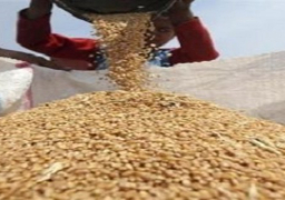 “زراعة دمياط”: بداية مبشرة لحصاد محصول القمح