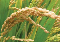 وزارة التموين ترفع سعر توريد الأرز من القطاع الخاص إلى 6300 جنيه