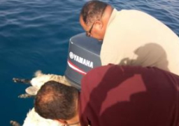 صور.. القبض على طاقم سفينة تحمل علم توجو ألقت خرافا نافقة فى البحر الأحمر