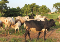 البنا: تكثيف حملات تحصين الماشية حفاظا على الثروة الحيوانية