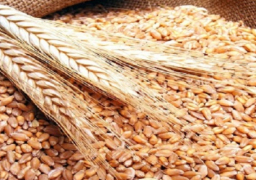 الزراعة تعلن انتهاء موسم حصاد القمح