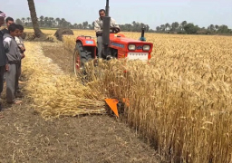 توريد 70 % من مستهدف محصول القمح في بني سويف