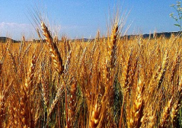 توريد نحو 270 ألف طن قمح إلى شون وصوامع محافظة البحيرة