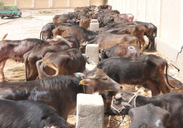 440 مليون جنيه تمويلا للمشروع القومي لإحياء البتلو حتى الآن