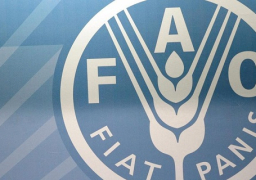 “الفاو” تنظم دورتين لمصنعي التمور والنخالين بالوادي الجديد