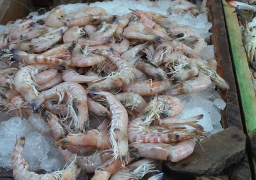 “الزراعة”: إلقاء 5 ملايين وحدة جمبري في بحيرة قارون