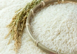 “التموين” تبدأ طرح الأرز على البطاقات بـ 8 جنيهات للكيلو و8.5 بالمجمعات