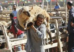 الزراعة تطرح رؤوس الأضاحي بسعر موحد