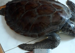 إطلاق أول سلحفاة بعد ترقيمها بساحل محمية أشتوم الجميل ببورسعيد