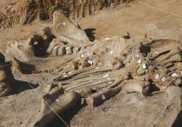 العثور على حفرية لديناصور عاش منذ 76 مليون عام