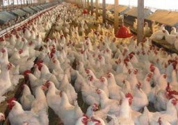 مجلس الوزراء ينفى انتشار فيروس بمزارع الدواجن بالمنوفية