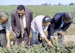 الزراعة تتابع تطعيم الخيار والبطيخ والري بالتنقيط بالدقهلية