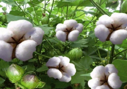 توقعات بارتفاع صادرات مصرمن القطن طويل التيلة إلى 3ر1 مليون قنطار هذا العام