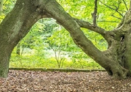 شجرة بشكل حرف N تفوز بلقب أفضل شجرة في بريطانيا