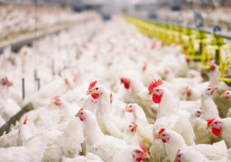 الغرفة التجارية : الدواجن تواجه خطرا بعد ضريبة القيمة المضافة