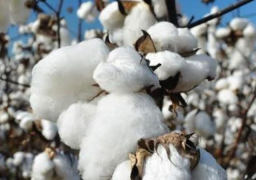 الإحصاء:510 آلاف قنطار متري صادرات القطن المصري في الربع الثالث للموسـم الزراعي 2018 – 2019
