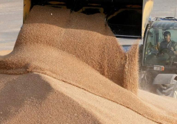 “السلع التموينية” تتعاقد على شراء 240 ألف طن قمح