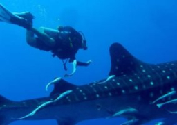 جمعية الإنقاذ البحرى تعلن ظهور القرش الحوتى المسالم مجددا جنوب الغردقة