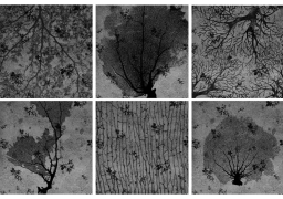 تناقضات المجتمع فى معرض “الغابة المظلمة” .. الاحد