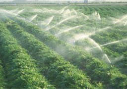 فاو: تراجع أسعار الغذاء العالمية 0.9 % في أكتوبر