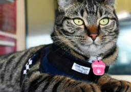 شرطة شيكاغو تعين قطة بوليسية في صفوفها