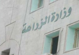 الحكومة تنفى شائعات تراجع صادرات مصر من المحاصيل الزراعية خلال 2018