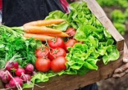 الزراعة: برنامج وطنى لإنتاج الخضروات للحد من الاستيراد