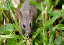 “الزراعة” تضع خطة مستقبلية لمكافحة الفئران في المحاصيل