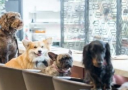 مطعم إيطالي يسمح بدخول الكلاب مع أصحابها بشرط دفع رسوم إضافية