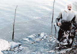 الزراعة تعلن وقف صيد الأسماك بالبحر الأحمر لمدة 7 أشهر