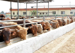 الزراعة: 6 نصائح لحماية الثروة الحيوانية من ارتفاع درجات الحرارة