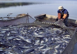 الزراعة :مصر الأولى أفريقيا والثامنة عالميا في إنتاج الأسماك