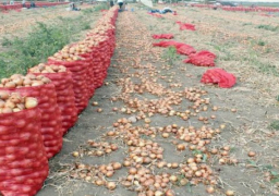 السعودية ترفع الحظر عن البصل المصرى