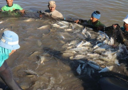 الوزراء يوافق على مشروع قانون لإنشاء جهاز حماية وتنمية الثروة السمكية