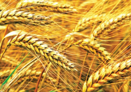 محافظ القليوبية: توريد 49.422 ألف طن قمح من المزارعين حتى الآن