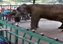 125 ألف زائر لحديقة الحيوان في ثالث أيام العيد