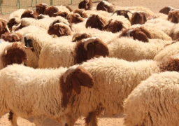 محافظة القاهرة: غرامات لا تقل عن 5 آلاف جنيه على ذبح الأضاحى فى الشوارع