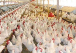 مجلس الوزراء: لا صحة لاستخدام أدوية منع الحمل في سوق الدواجن