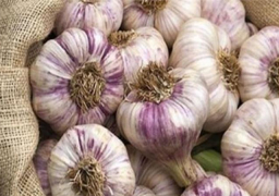 التمثيل التجاري: البرازيل توافق على استيراد الثوم المصري