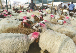 “الزراعة” تطرح 3 آلاف رأس من الأضاحي بأسعار مخفضة