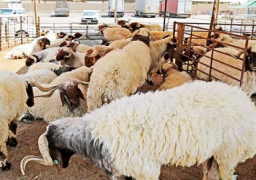 التنمية المحلية تحظر إقامة شوادر بيع الخراف بالشوارع الرئيسية فى المحافظات