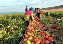 الزراعة: ارتفاع صادرات مصر الزراعية لـ أكثر من 4.6 مليون طن