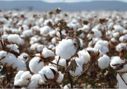 “قطاع الأعمال”: شراء 24 ألف قنطار قطن بنظام المزاد في الفيوم وبني سويف
