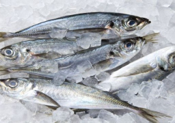 “التموين” تطرح الأسماك المجمدة بمنافذ الشركة القابضة