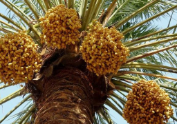 التوقيع بالأحرف الأولى على مذكرة تفاهم لتصدير البلح المصري الطازج إلى الصين