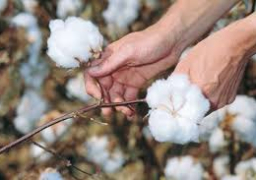 وزير الزراعة: القطن المصري ليس مجرد محصول ولكنه تاريخ وحاضر ومستقبل لنهضة مصر الحديثة