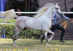 انطلاق المهرجان القومى والبطولة الدولية الـ21 لجمال الخيول العربية