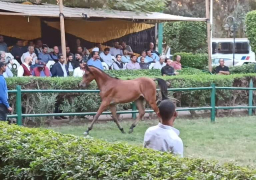 الزراعة: 2.5 مليون جنيه حصيلة بيع 18 حصانا بمحطة الزهراء