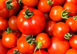 شعبة الخضروات: لا زيادة فى أسعار الطماطم وشائعات الارتفاع هدفها ضرب السوق