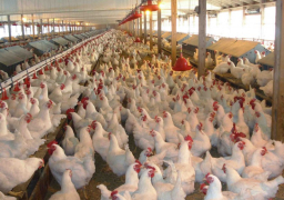 “الوزراء”: لاصحة لتفشي فيروس “أنفلونزا الطيور” بمزارع الدواجن